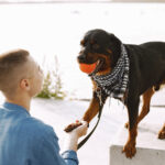 Warum Hundetraining Rückschritte keine Rückfälle sind – und was Du daraus lernst