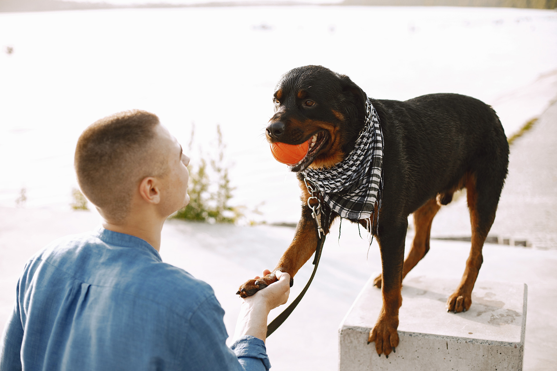 Warum Hundetraining Rückschritte keine Rückfälle sind – und was Du daraus lernst